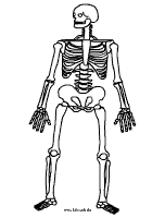 Skelett Malvorlage