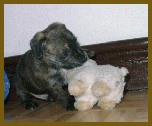 Hund