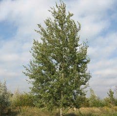 Artikelbild Es ist kein Baum, der nicht zuvor ein Sträuchlein gewesen