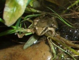 Frosch Entwicklung abgeschlossen