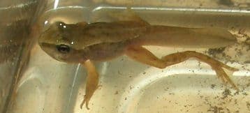 Frosch mit Vorderbeinchen