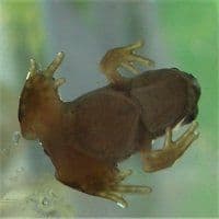 Frosch fertig von unten