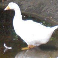 Gans