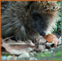 Igel im Garten