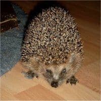 Igel Hartmut