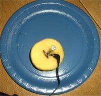 Kartoffelversuch