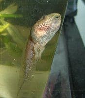 Artikelbild Fotos- von der Kaulquappe zum Frosch