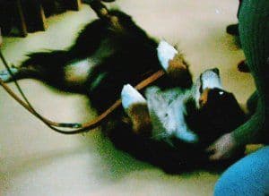 Hund