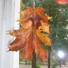 Artikelbild Buntes Laub mit Wachsresten haltbar machen