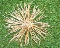 Liliensonne auf Rasen