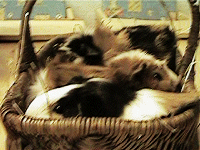 Meerschweinchen