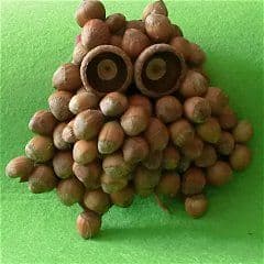 Artikelbild Eule aus kleinen Haselnüssen kleben