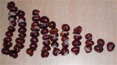 Rechenstäbchen aus Kastanien