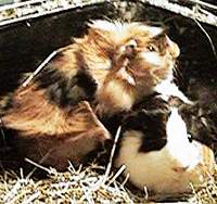 Meerschweinchen