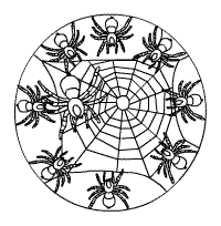 Spinne