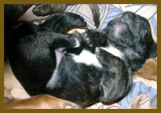 Hund