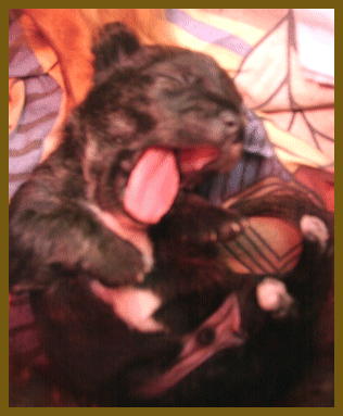 Hund