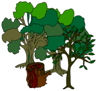 Artikelbild Sommerexpedition in den  Wald