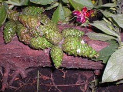 Artikelbild Krokodil aus grünen Zapfen basteln