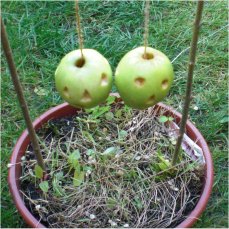 Küssende Äpfel