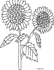 Sonneblumen-Malvorlage