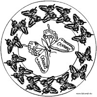15 Schmetterlinge