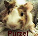 Purzel