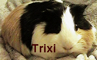 Hi, ich bin Trixi!