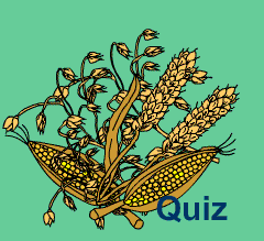 Getreide-Quiz