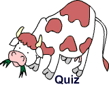 Das Kuh-Quiz
