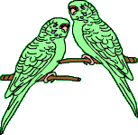 Papageien und Sittich-Quiz