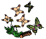 Schmetterlings-Quiz