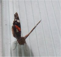 Schmetterling auf Dach
