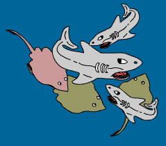 Rochen und Hai